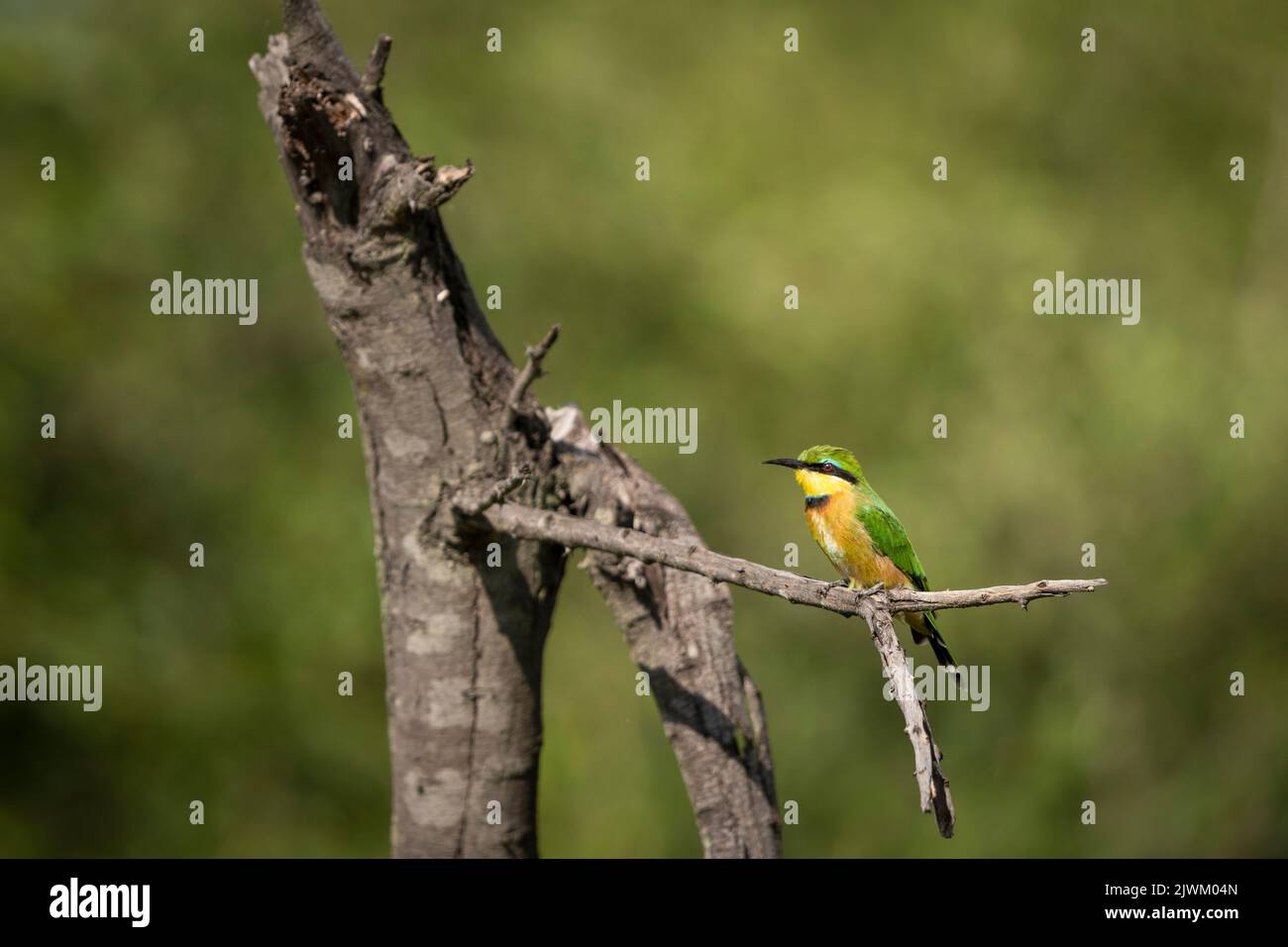 Little Bee-eater, Marataba, Marakele National Park, Sudafrica Foto Stock