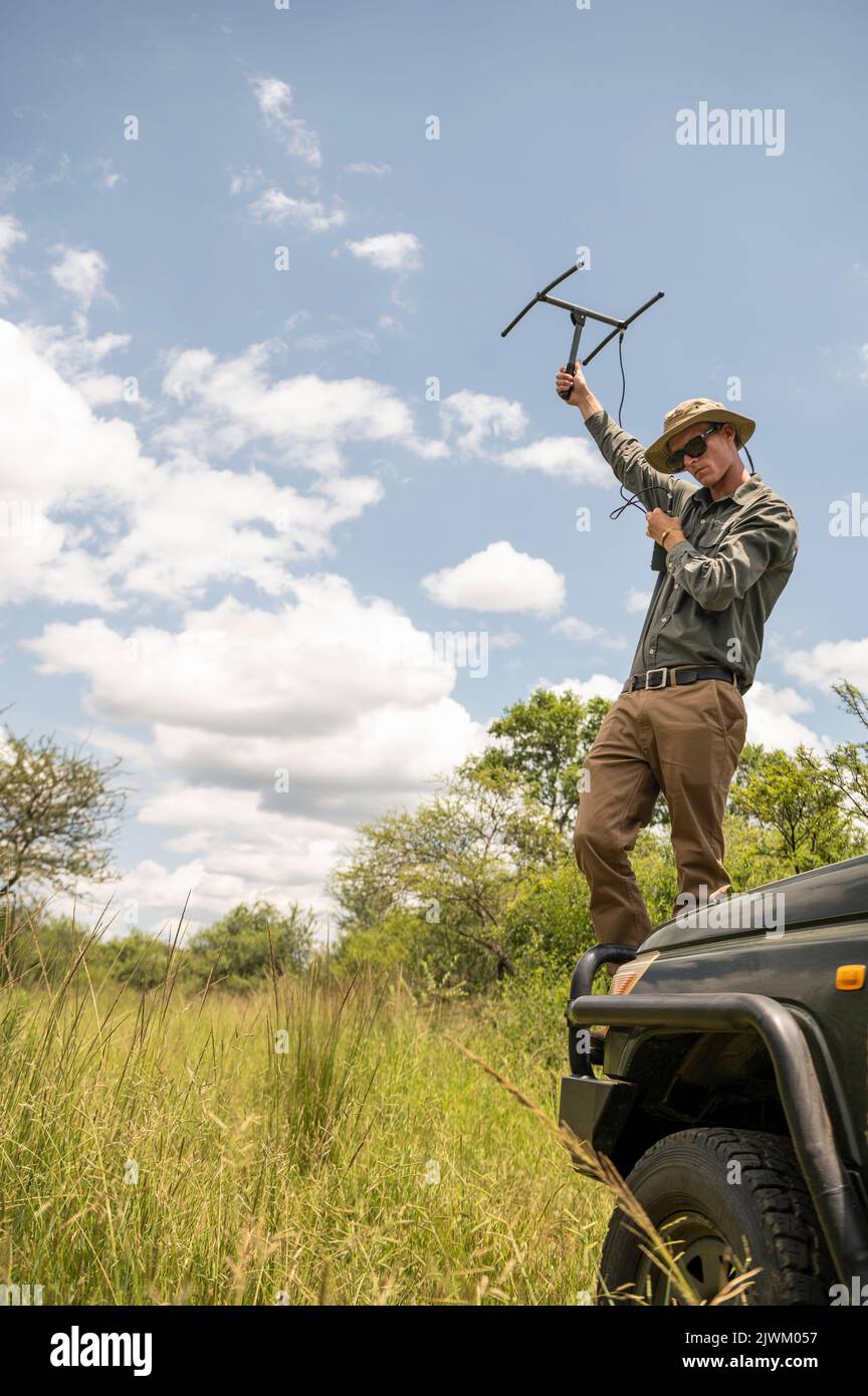 Conservazionista che segue Cheetah con scanner radio, Marataba, Parco Nazionale di Marakele, Sud Africa Foto Stock