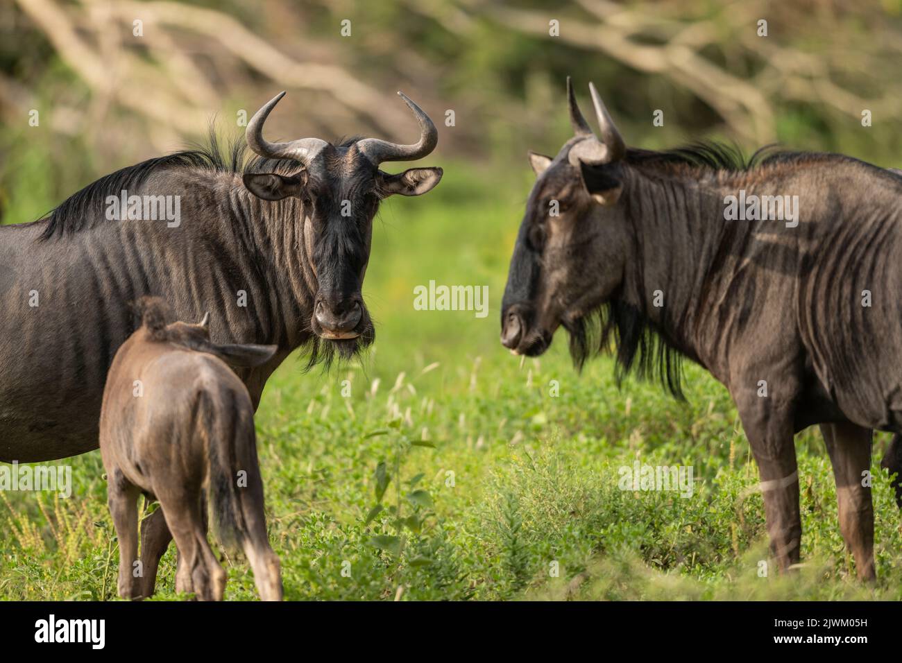 Wildebeest, Marataba, Parco Nazionale di Marakele, Sudafrica Foto Stock