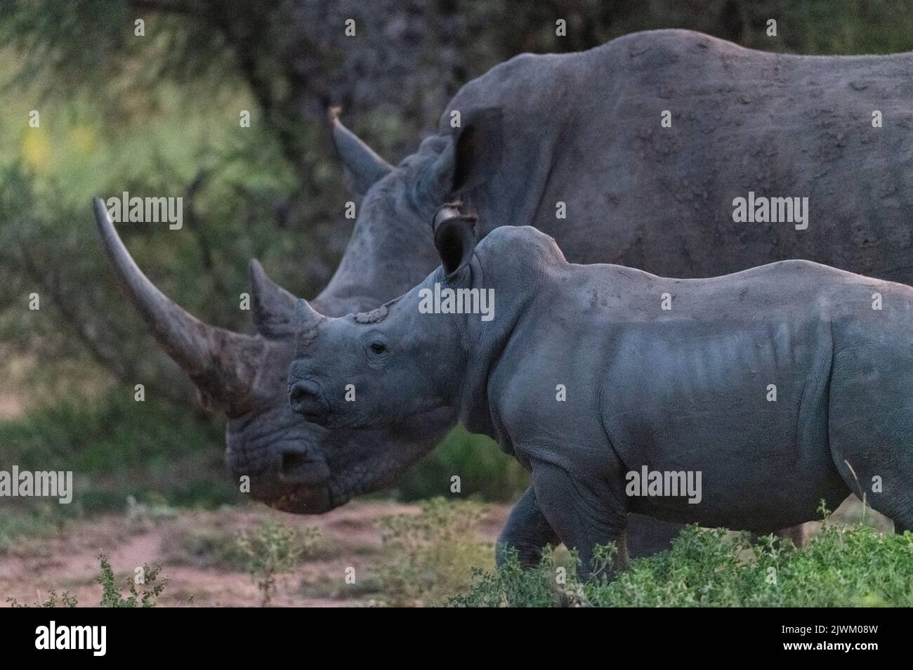Giovane rinoceronte bianco con madre, Marataba, Parco Nazionale di Marakele, Sudafrica Foto Stock