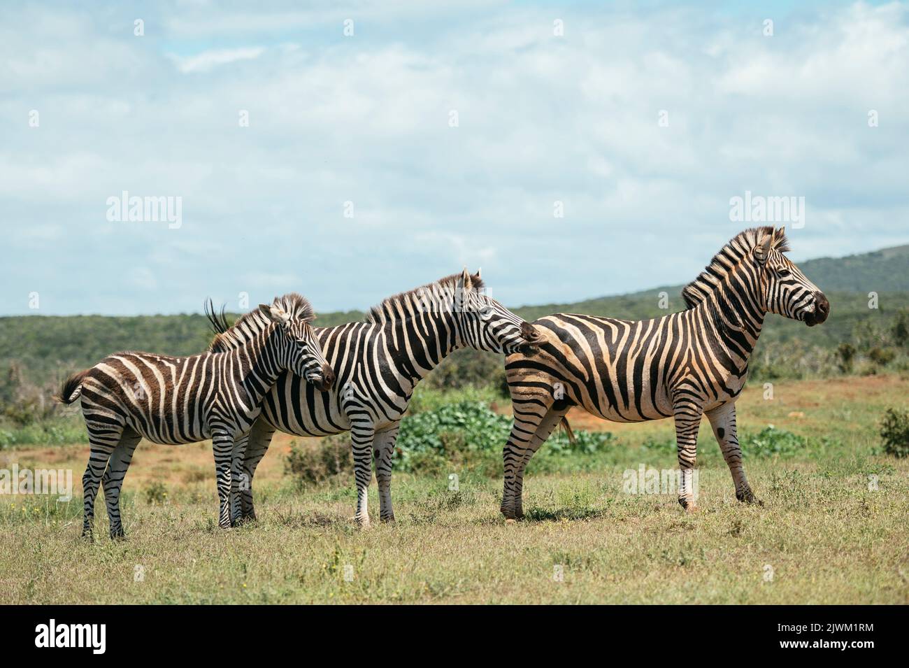 Zebre, Addo Elephant National Park, Capo orientale, Sud Africa Foto Stock