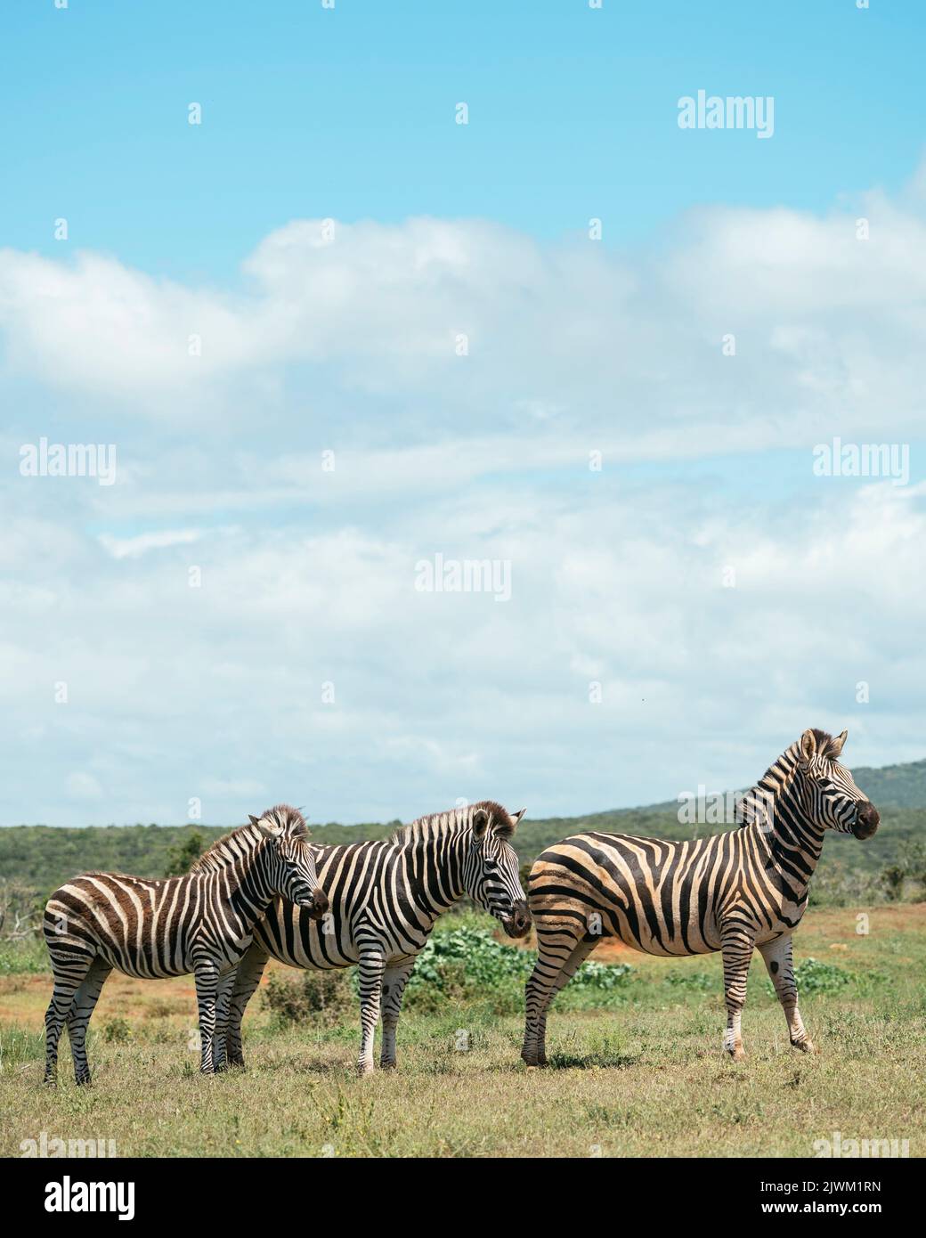 Burchell’s Zebras, Addo Elephant National Park, Eastern Cape, Sudafrica Foto Stock