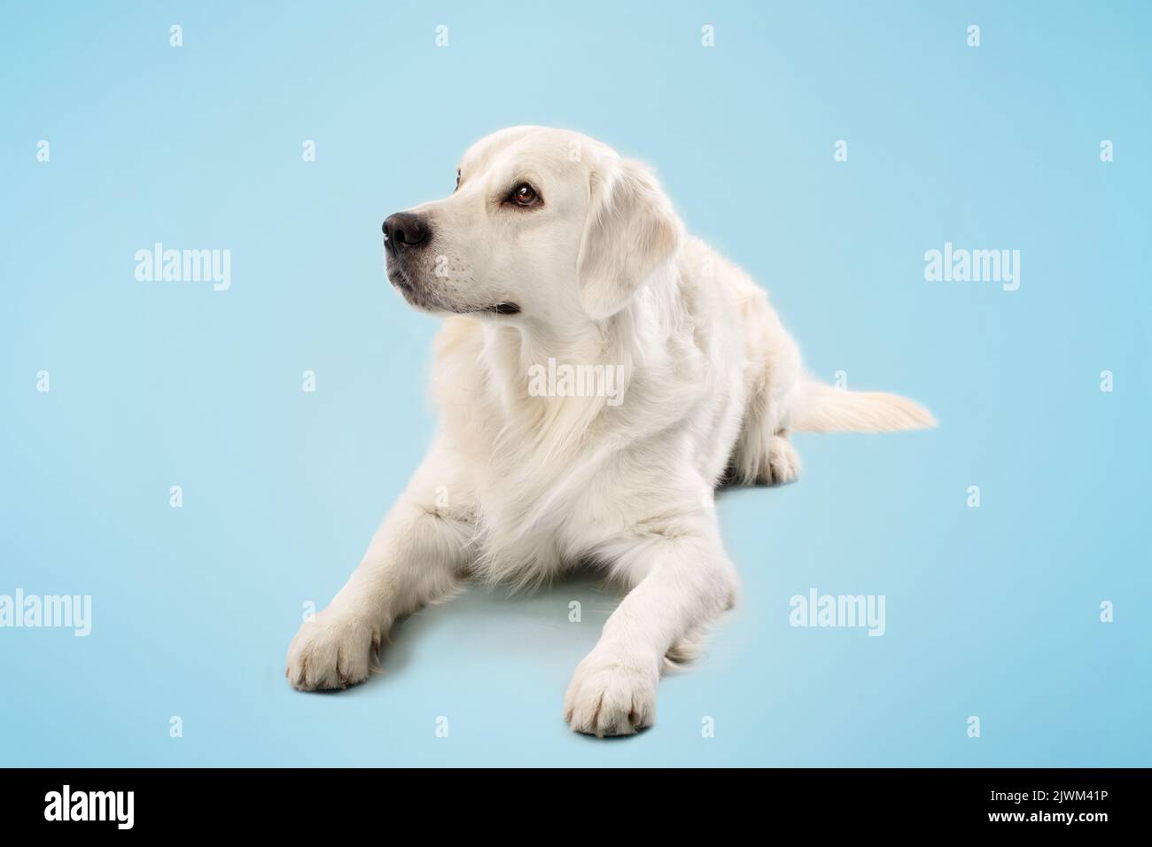 Animale domestico. Bel cane Golden Retriever sdraiato sul pavimento su sfondo blu studio, riposando e guardando via Foto Stock