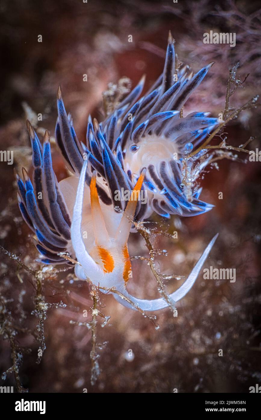 Flabellina nel mediterraneo, Illes Medes, Spagna Foto Stock