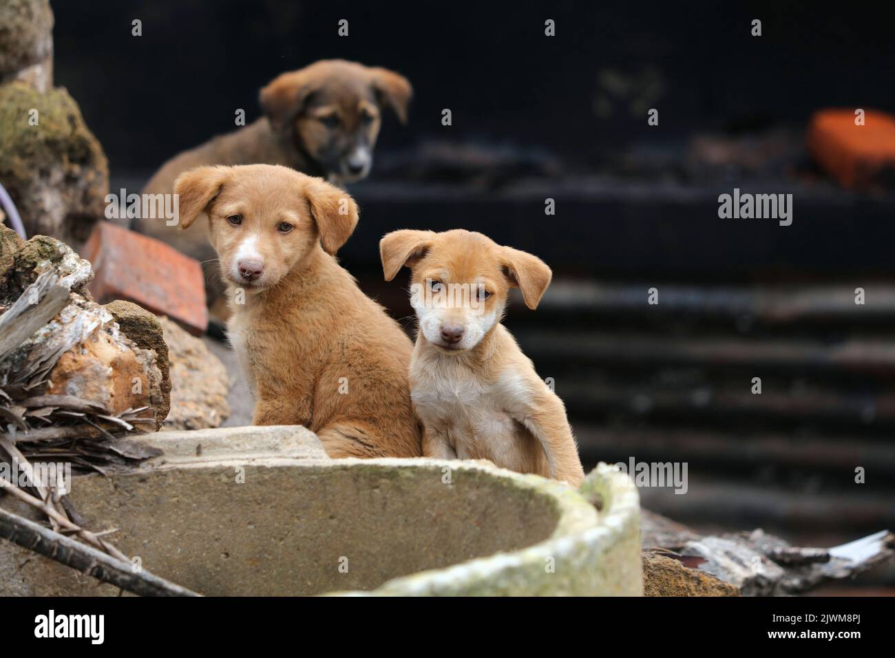 Cani randagi in Marocco. Cuccioli vaganti in un cantiere, nascosti tra le macerie. Foto Stock