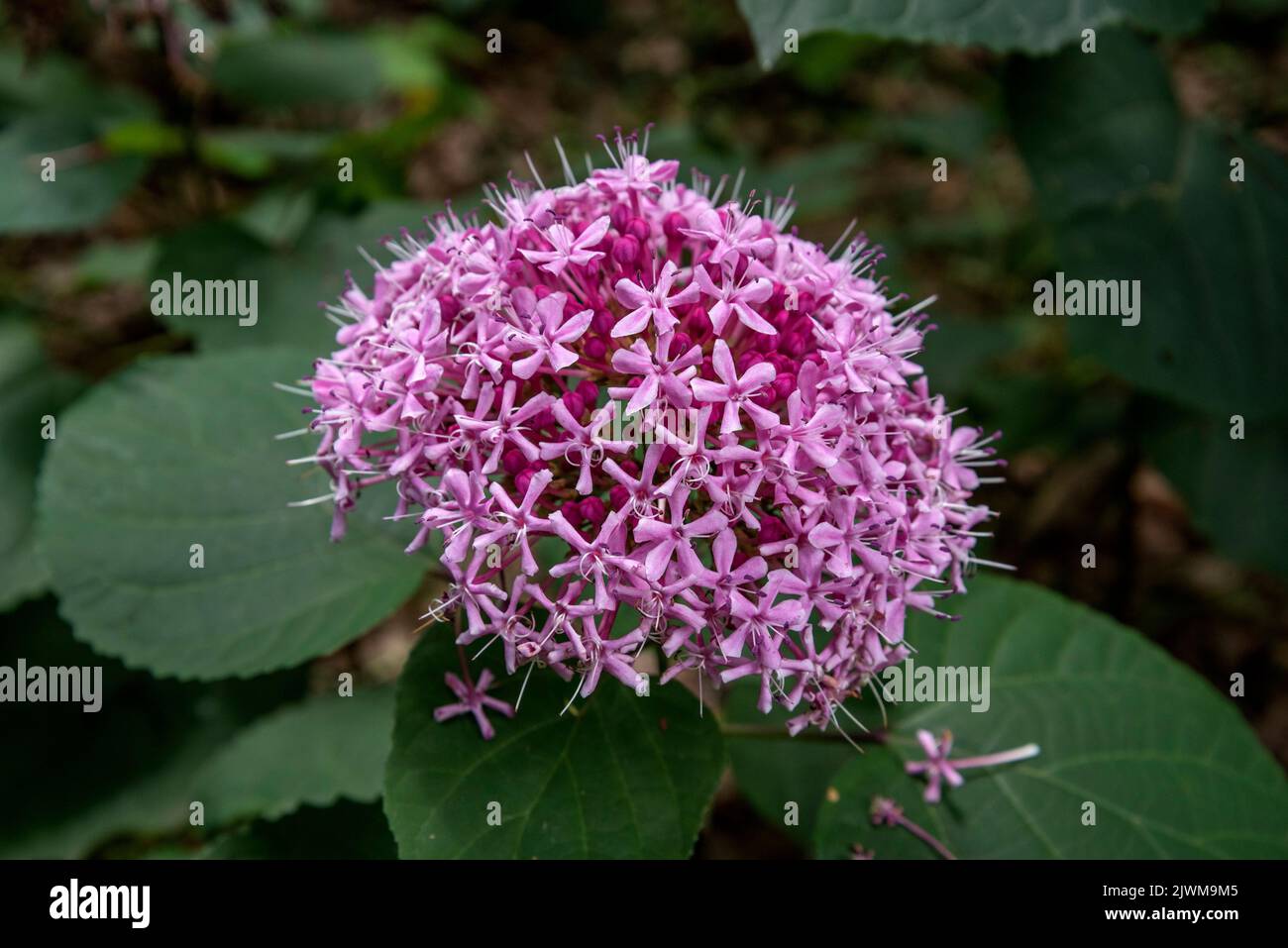 Alta pianta rosa fioritura nel nostro cortile posteriore durante la primavera e l'inizio dell'estate. Foto Stock
