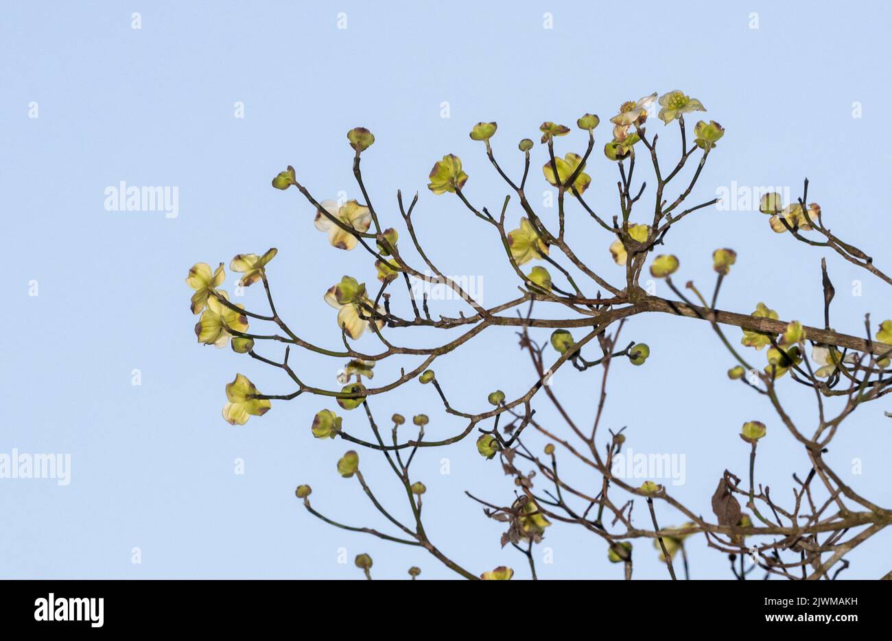 L'albero di dogwood che mette fuori è fiori all'inizio della primavera nella Florida centrale del nord. Foto Stock