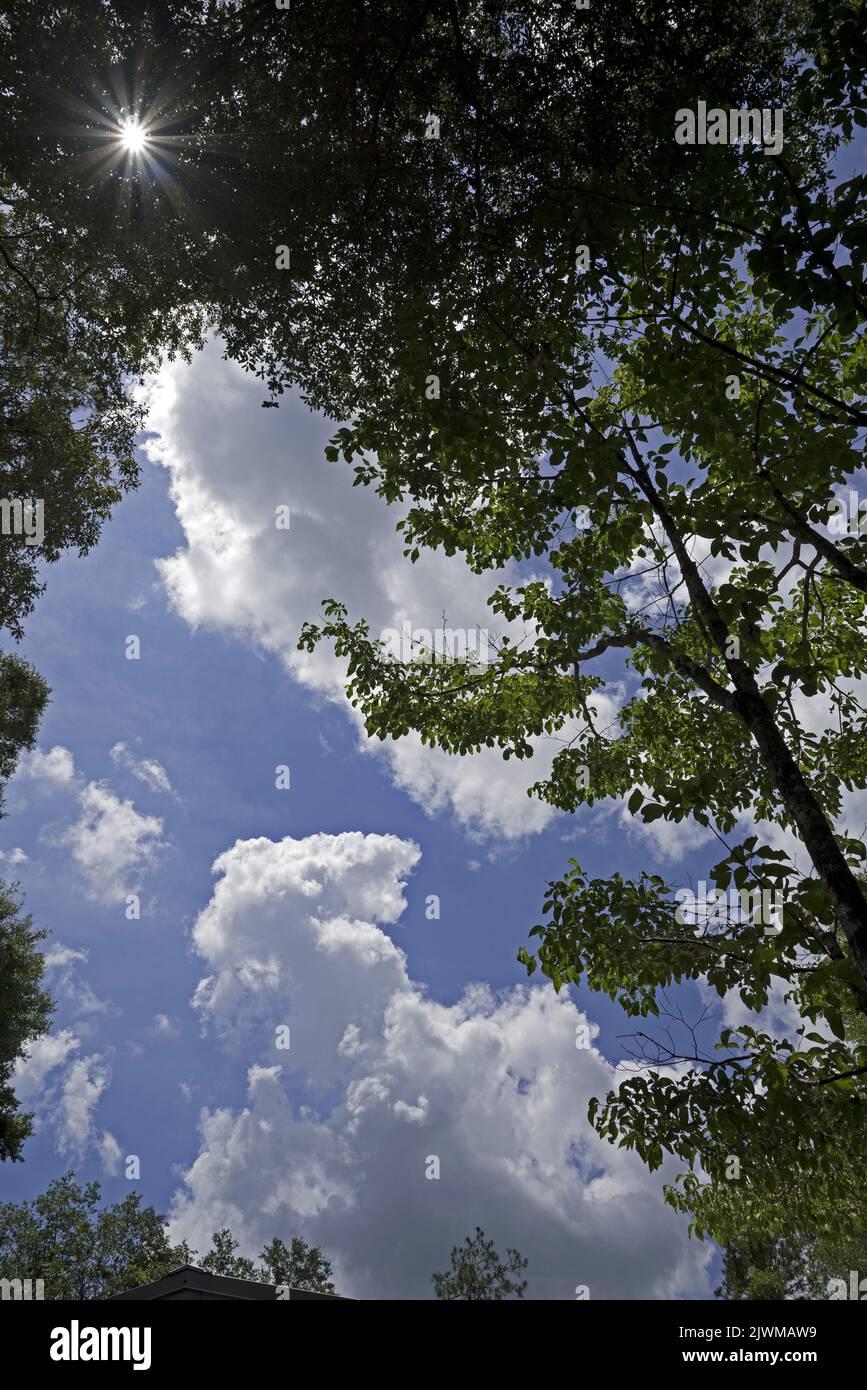 Belle nuvole estive e cieli incorniciati da alberi e vegetazione della Florida settentrionale. Foto Stock