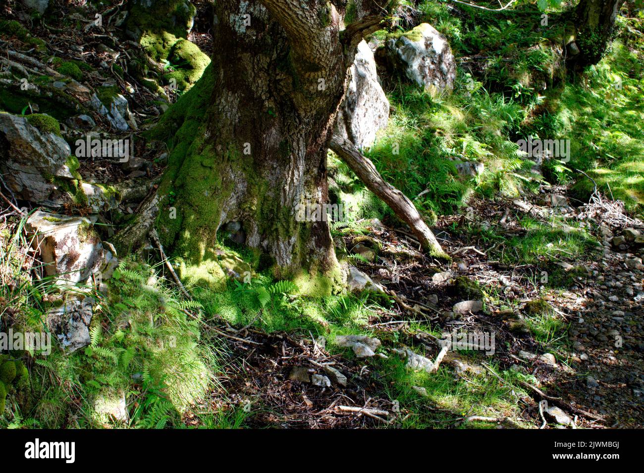 LOCH MORAR LOCHABER SCOZIA FINE ESTATE UN TRONCO DI ALBERO CON FELCI E MINI LUNGO IL PERCORSO Foto Stock