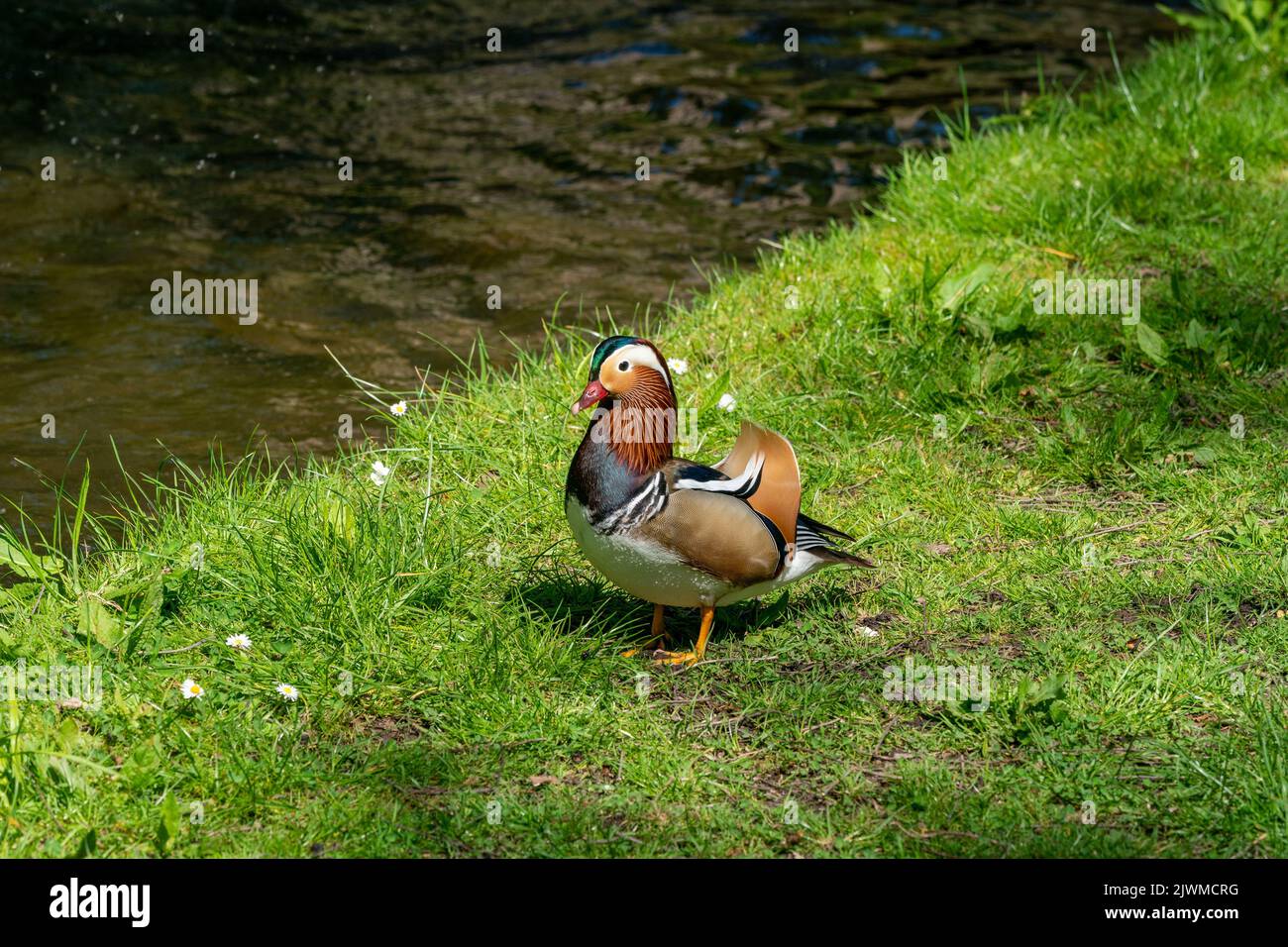 Mandarino anatra erba selvatica fiume Foto Stock