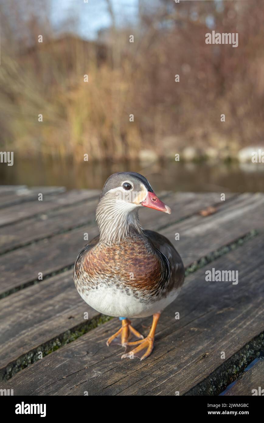 Femmina d'anatra mandarino (Aix galericulata). Foto Stock