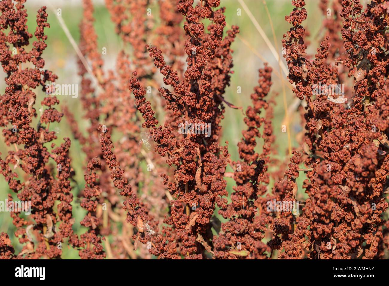 Sementi di erbacce di molo (genere Rumex). Foto Stock