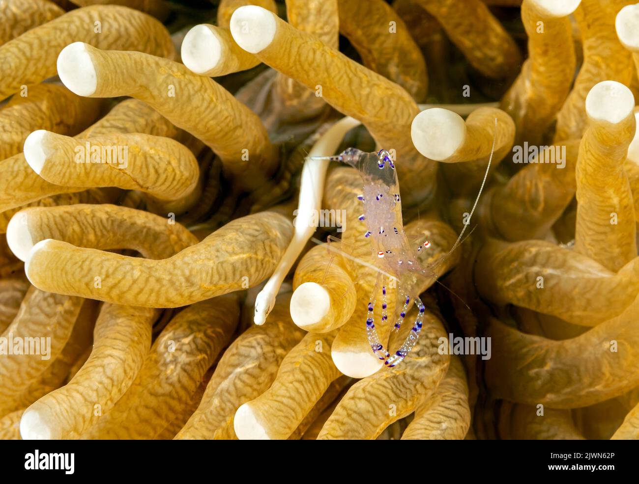 Gamberetti commensali, Periclimenes sarasvati, e pesci di corallo di funghi, Stokunichthys nigrolineatus, in un corallo di funghi, Raja Ampat Indonesia. Foto Stock