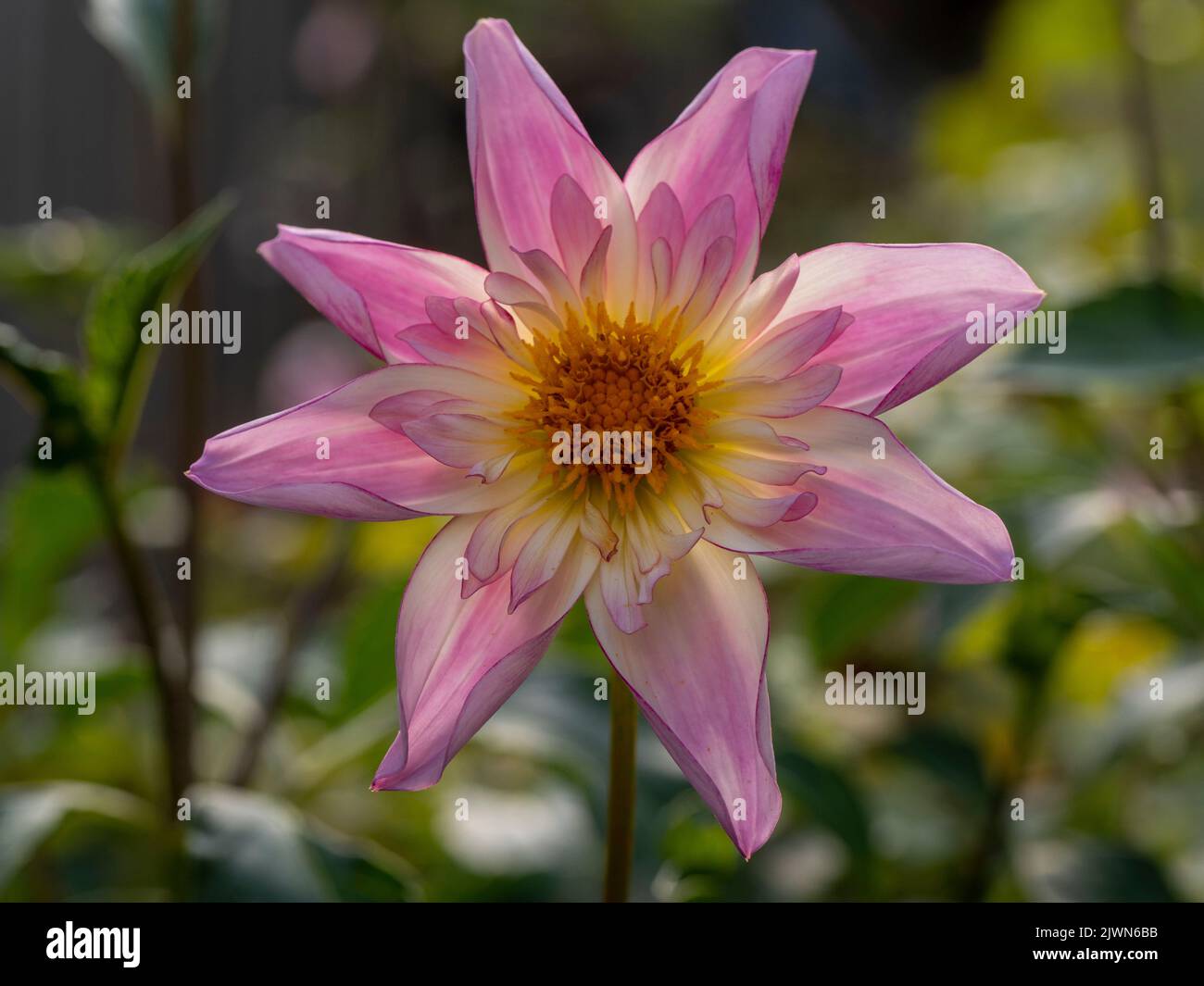 Dahlia 'Fancy Pants' cresciuto in un confine di pianta sollevata. Foto Stock