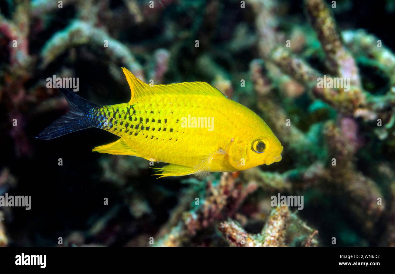 Croma blu, Chromis viridis, durante il comportamento di accoppiamento si trasforma in giallo con coda nera, Raja Ampat Indonesia Foto Stock