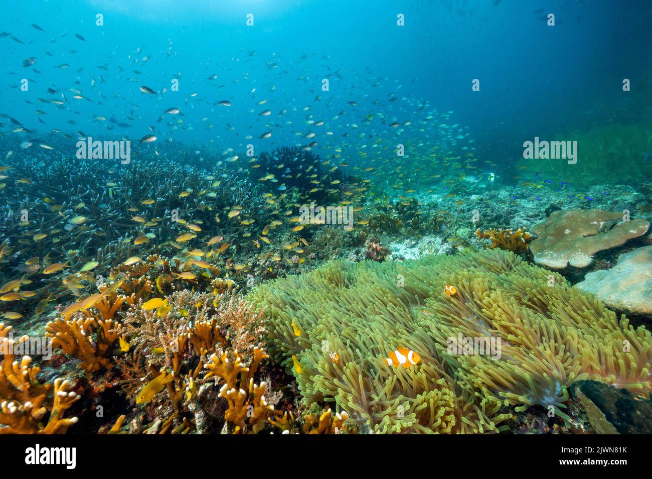 Reef panoramico con pesci pagliaccio, Raja Ampat Indonesia Foto Stock