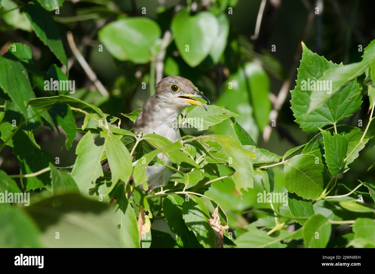 Cuculo con fattura gialla, Coccyzus americanus, foraging in sottobosco Foto Stock