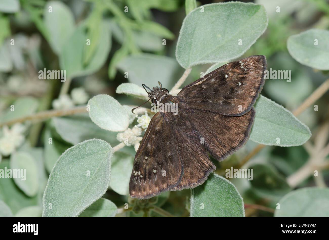 Duskywing di Orazio, Gesta horatius, nettare maschile da Threeseed Croton, Croton lindheimerianus Foto Stock