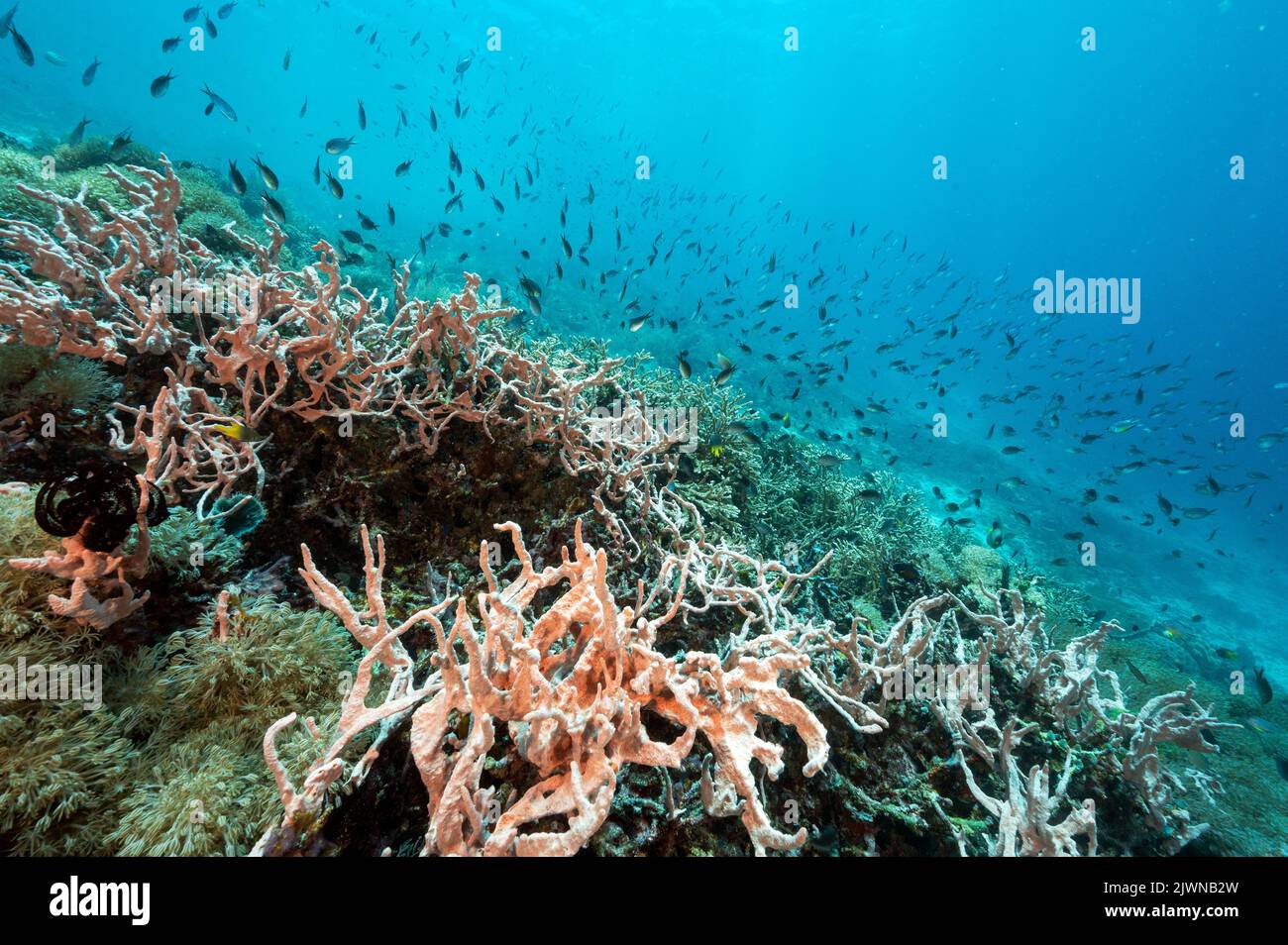 Reef panoramico con spugne e coralli staghorn Raja Ampat Indonesia. Foto Stock