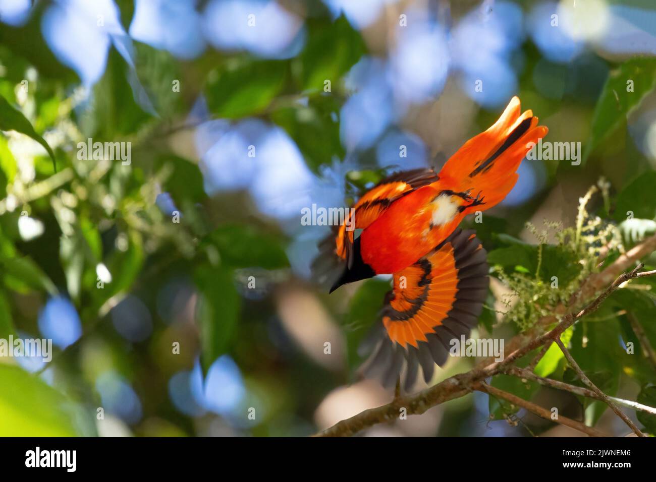 Minivan scarlatto di uccello tropicale dell'Asia orientale (Pericrocotus speciosus) che vola in una foresta pluviale, Thailandia Foto Stock