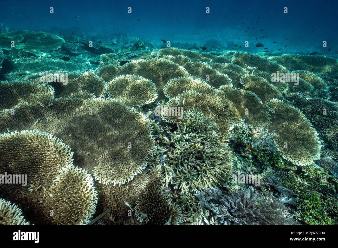 Reef panoramico con Acropora Corals Raja Ampat Indonesia. Foto Stock
