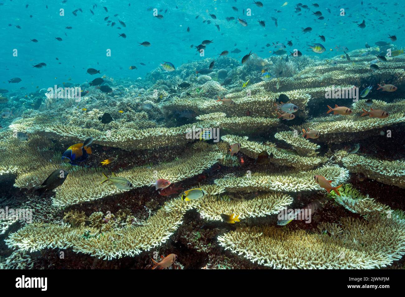 Reef panoramico con Acropora Corals Raja Ampat Indonesia. Foto Stock