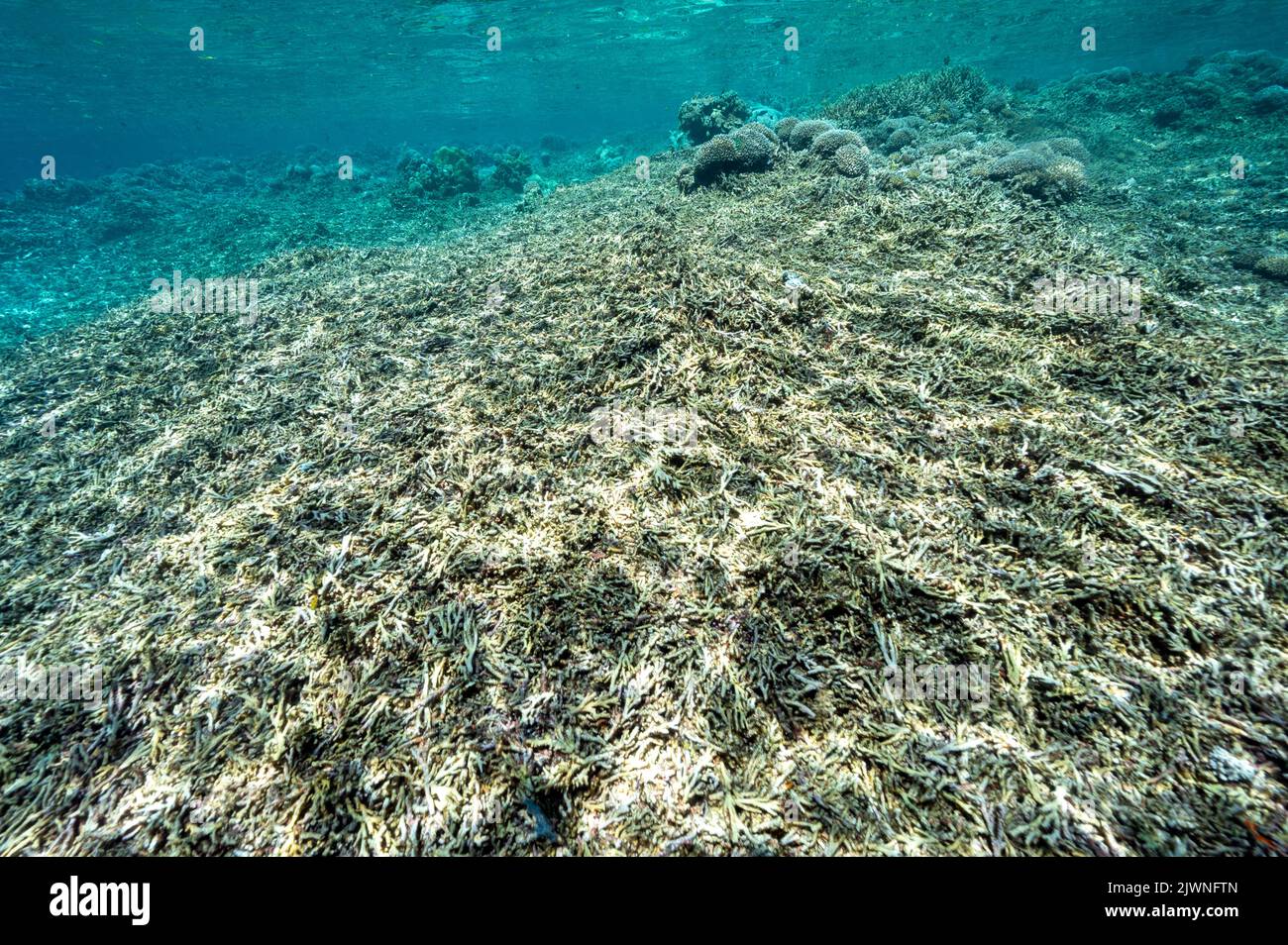 Coralli acropora morti sulla cresta del reef, Raja Ampat Indonesia. Foto Stock