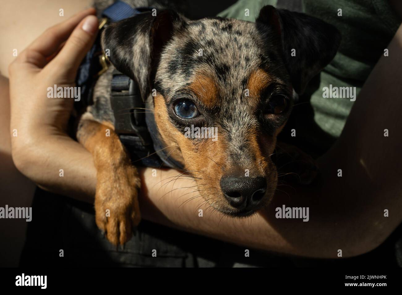 Chihuahua/pinscher si mescolano tra le braccia di mia moglie mentre viaggiava in macchina. Foto Stock