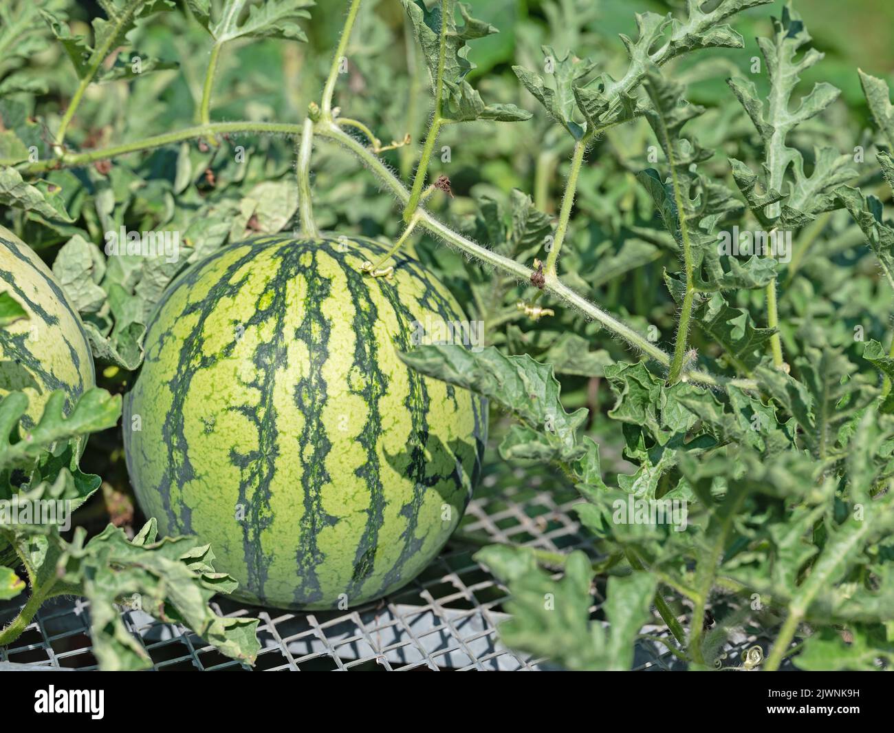 Cocomero, Citrullus lanatus, su un trellis in un giardino Foto Stock