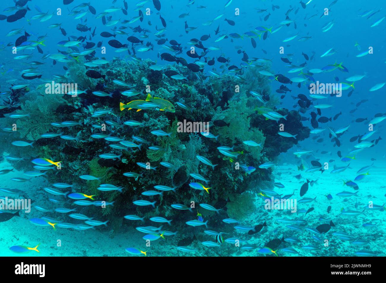 Reef panoramico con fusiliers massiccia e pesci da surf, Raja Ampat Indonesia. Foto Stock