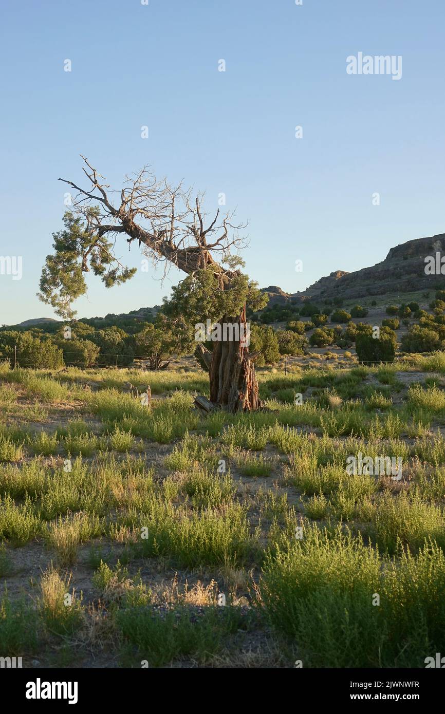 antico pino setlecone in un'oasi desertica Foto Stock