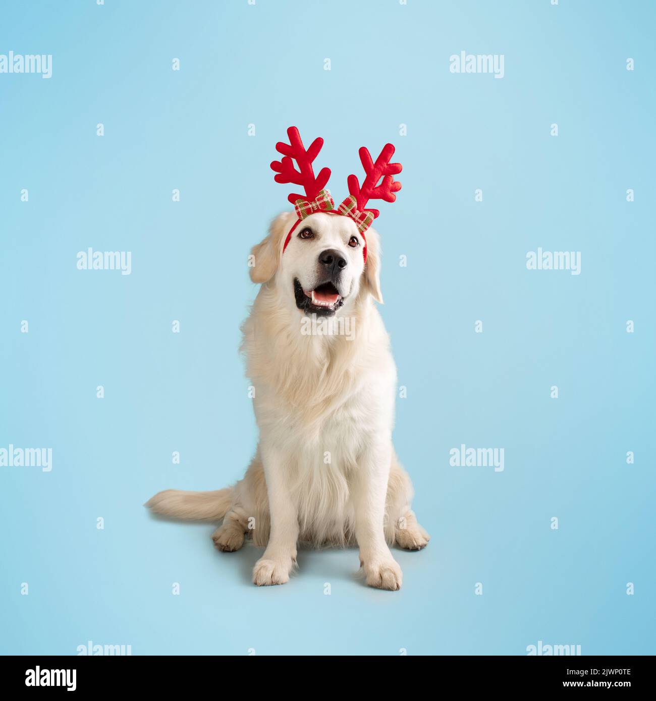 Banner di Natale del cane. Carino cane labrador indossando corna di renne di Natale, seduto su sfondo blu pastello Foto Stock