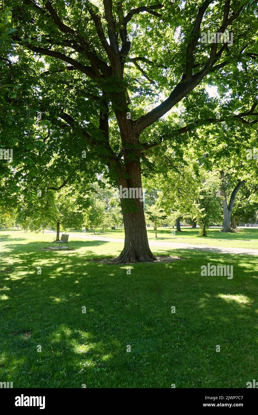 bell'albero maturo in un parco erboso Foto Stock