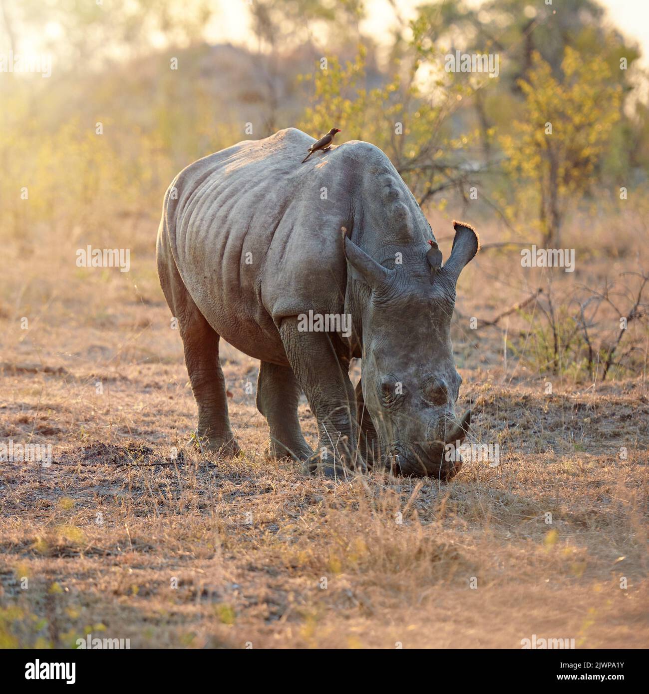 Se volete essere grandi e forti, dovete mangiare i vostri green. Foto a tutta lunghezza di un rinoceronte in natura. Foto Stock