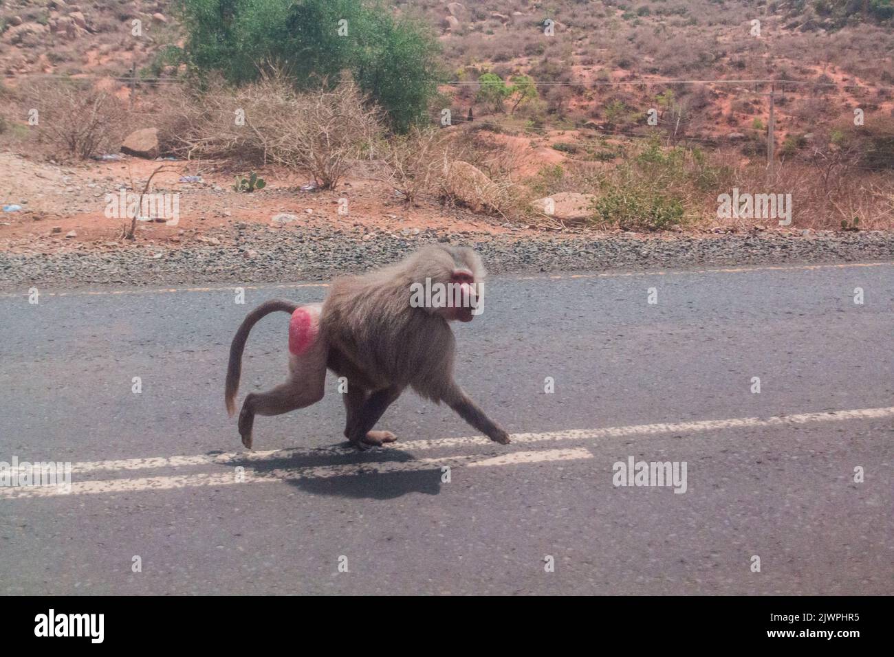 Baboon sulla strada in Etiopia orientale Foto Stock