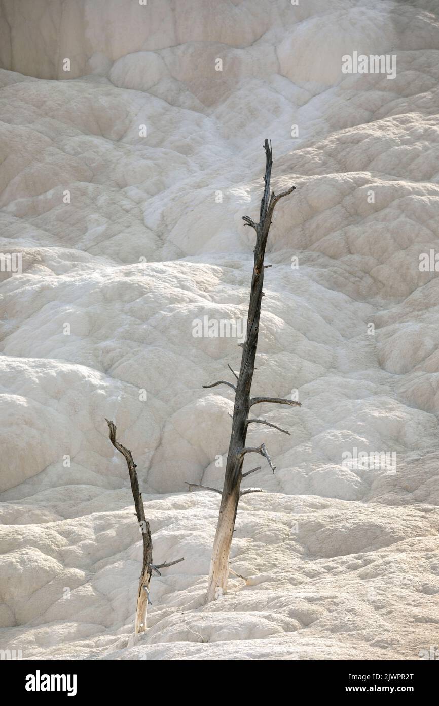 WY05045-00..... WYOMING - albero morto nelle terrazze inferiori di Mammoth Hot Springs, Parco Nazionale di Yellowstone. Foto Stock