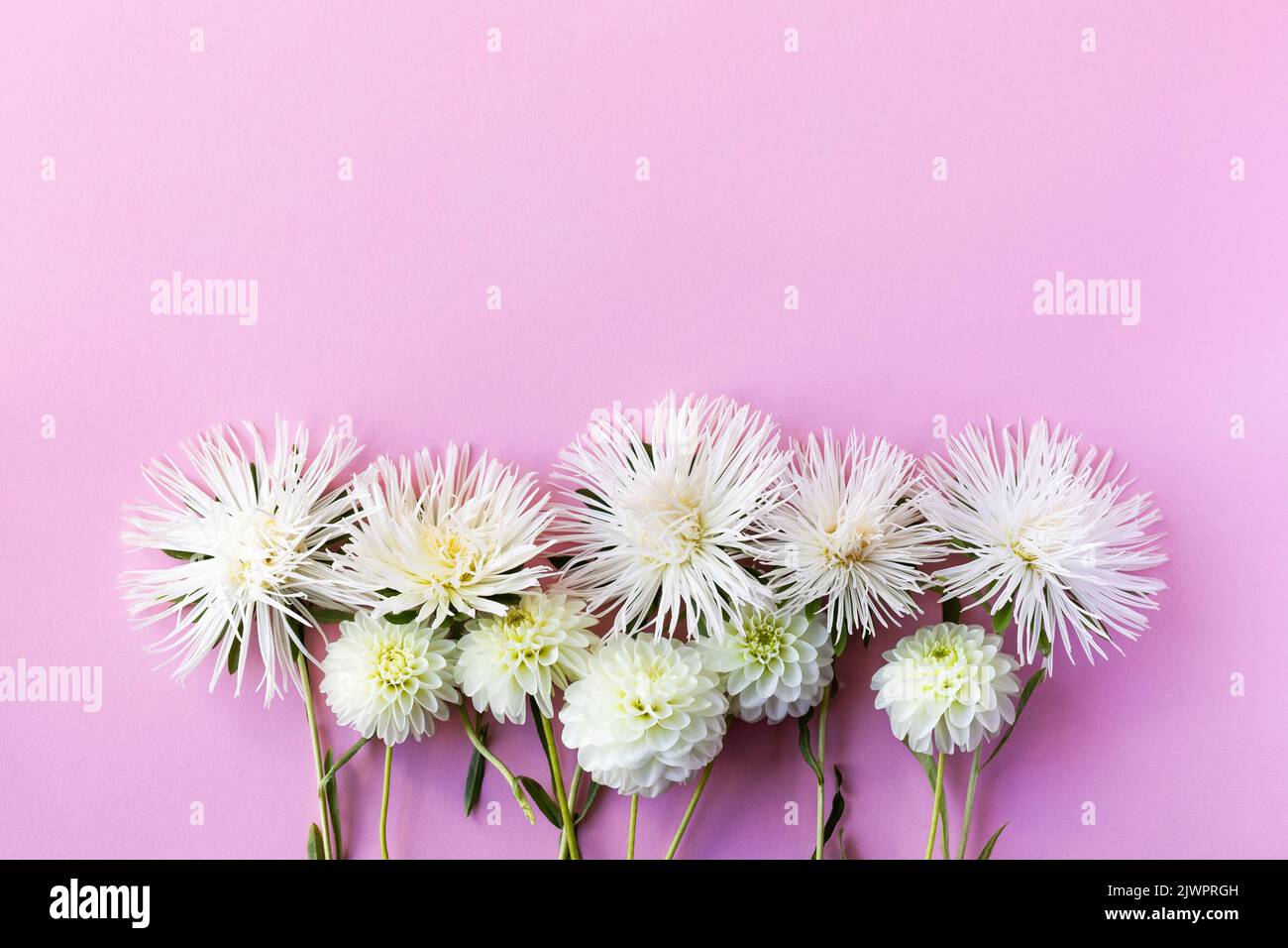 Composizione floreale di fiori bianchi di castoro e dahlia su sfondo rosa con un posto per il testo, piatto Foto Stock