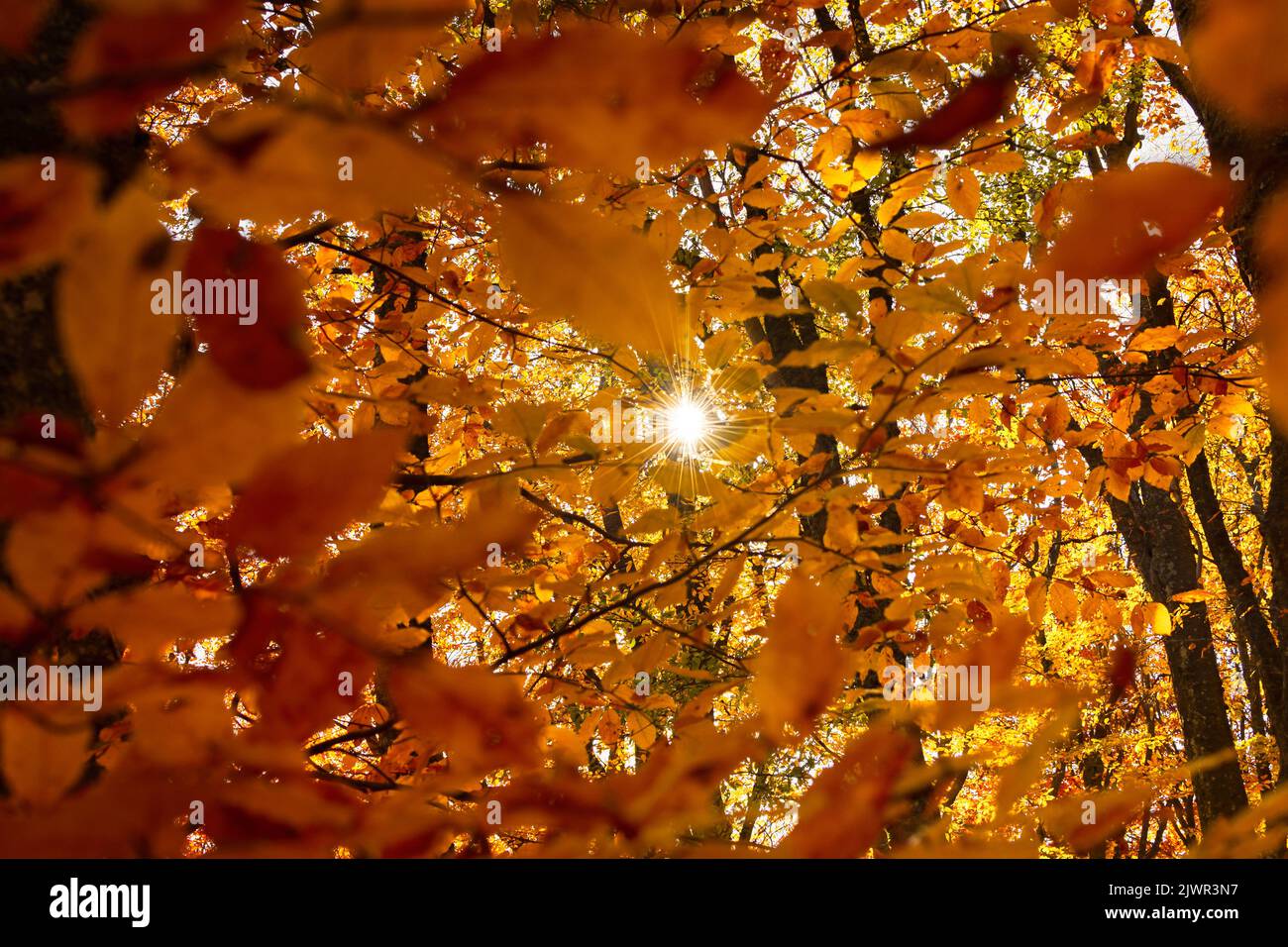 Il sole rae il fogliame arancione. Luminoso sfondo autunno naturale. Il concetto di oro, calore e caduta. Faggio giallo-arancio con vista ravvicinata dal basso Foto Stock