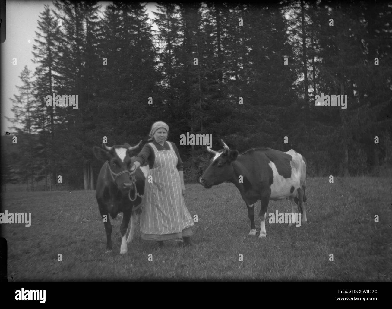 Anna Brosten f Persdotter, b 1881-05-14 con due mucche. Anna Brosten f Persdotter, f 1881-05-14 tillsamman med två kor. Foto Stock