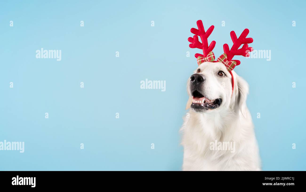 Adorabile cane Golden Retriever indossando divertenti corna di cervo rosso seduto isolato su sfondo blu studio parete, spazio libero Foto Stock