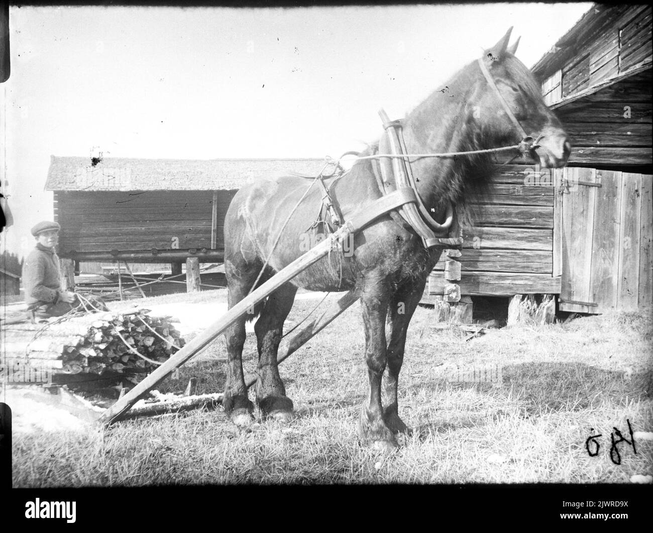 Trasporto di cavalli. Hästtransport. Foto Stock