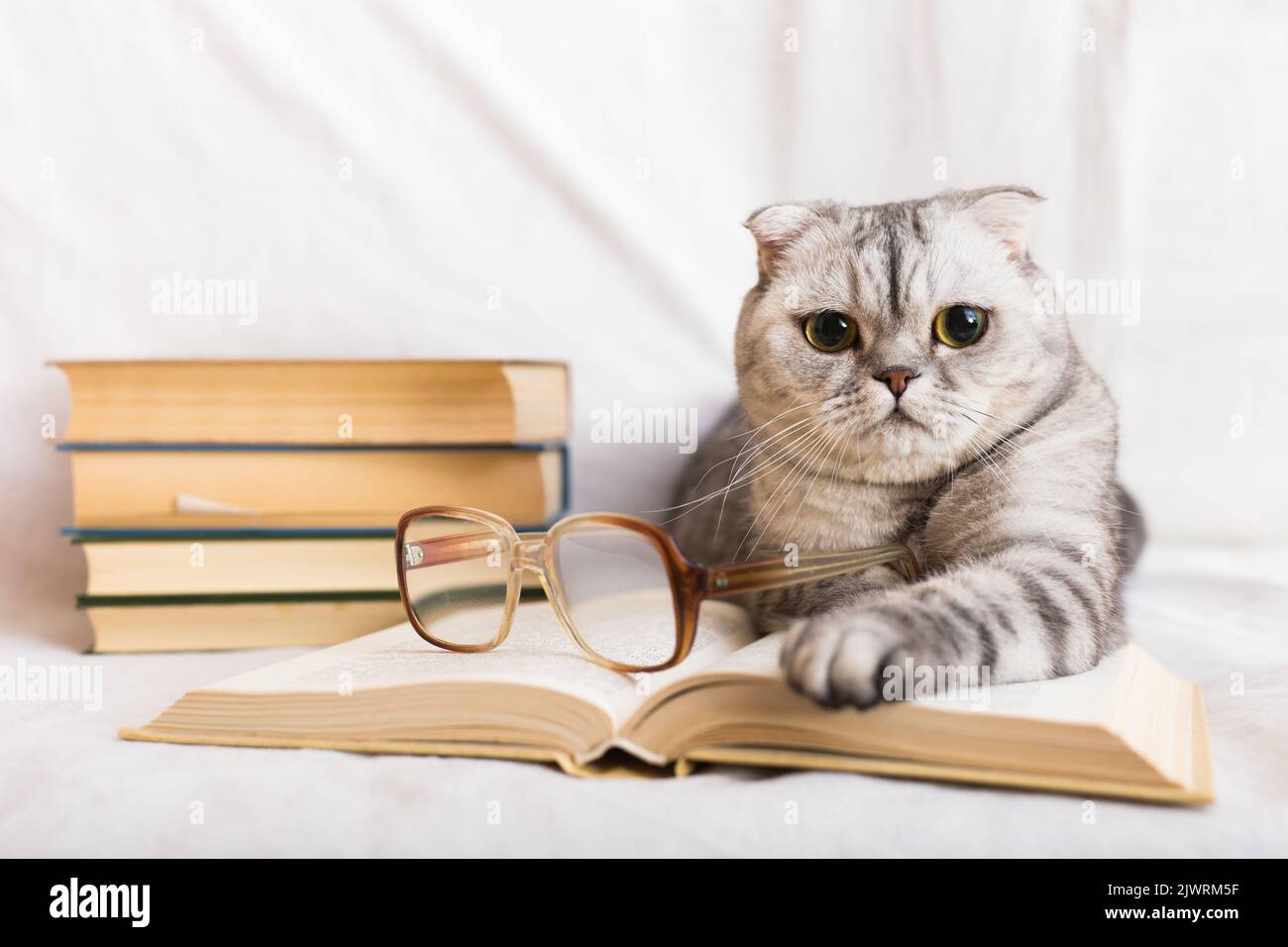 Curioso gatto folto scozzese che riposa vicino a una pila di libri Foto Stock