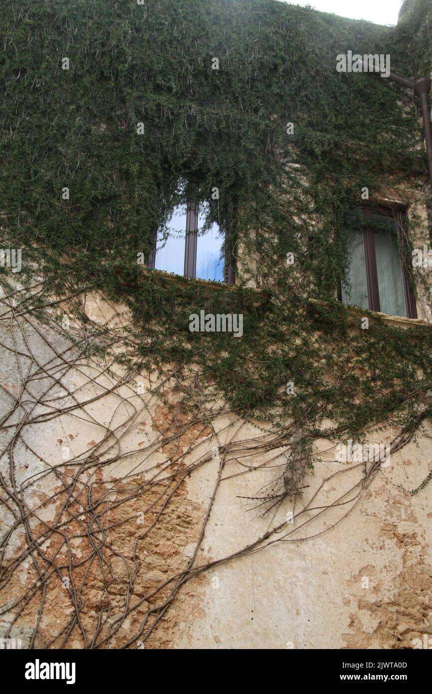 Casarano, Italia. Viti che si arrampicano sulle pareti nel cortile di Palazzo D'Aquino. Foto Stock