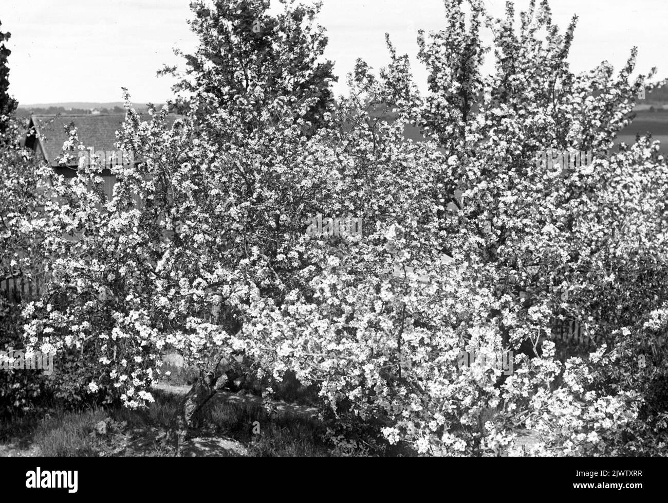 Fiore di mela nel giardino. Erik-Lars, Wästra Hästbo Äppelblom i trädgården. 'Erik-Lars', Wästra Hästbo Foto Stock