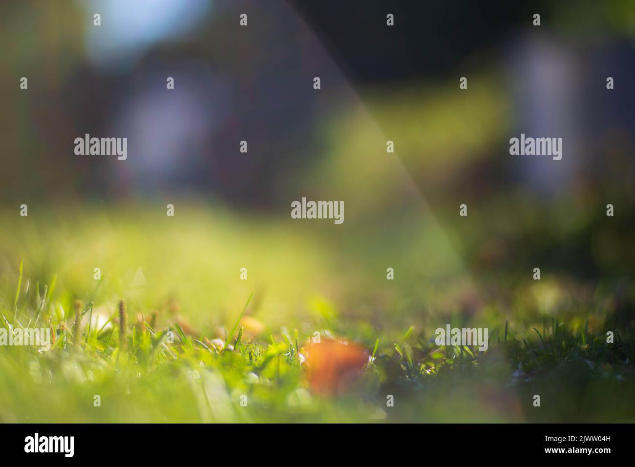 Erba verde fresca in giornata estiva soleggiata nel parco. Bellissimo paesaggio naturale di campagna con sfondo sfocato Foto Stock