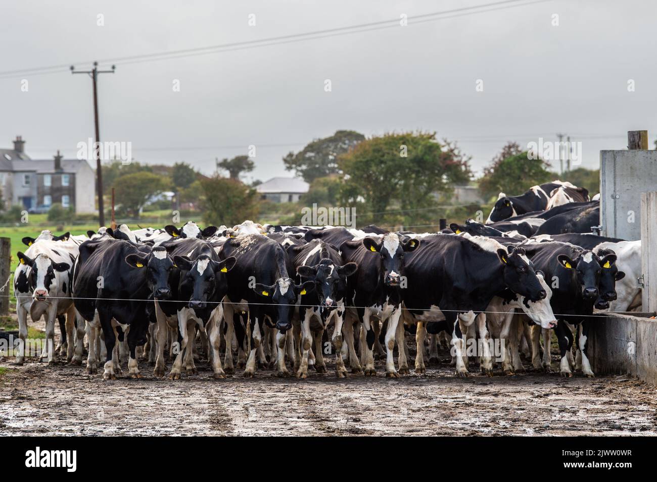 Agricoltura: Timoleague, Cork occidentale, Irlanda. 6th settembre 2022. Il branco forte 160 del caseificio DJ Keohane aspetta di essere mungito nella sua fattoria a Timoleague, West Cork. Credit: AG News/Alamy Live News Foto Stock