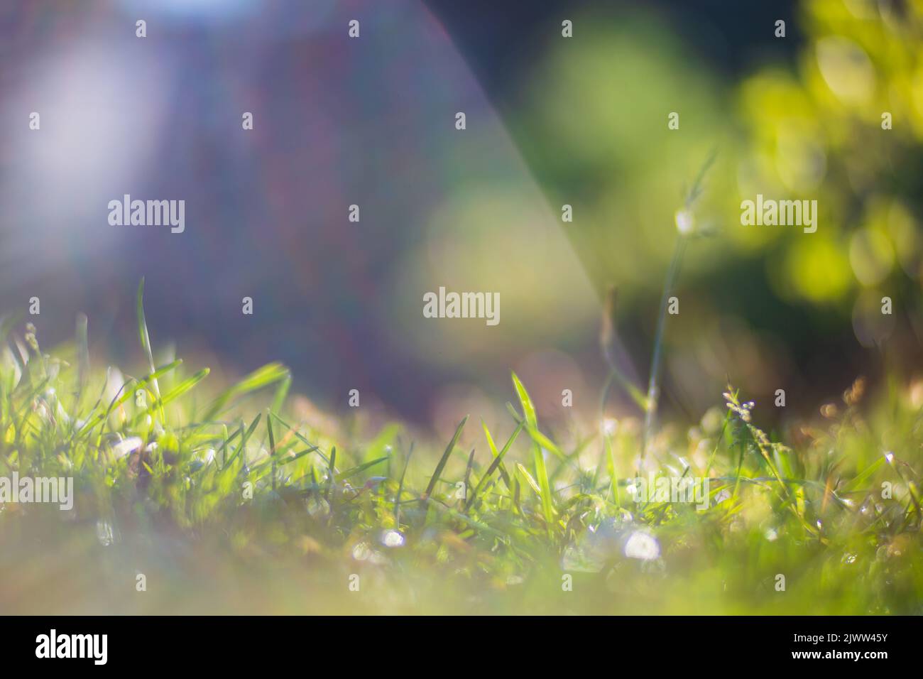 Erba verde fresca in giornata estiva soleggiata nel parco. Bellissimo paesaggio naturale di campagna con sfondo sfocato Foto Stock