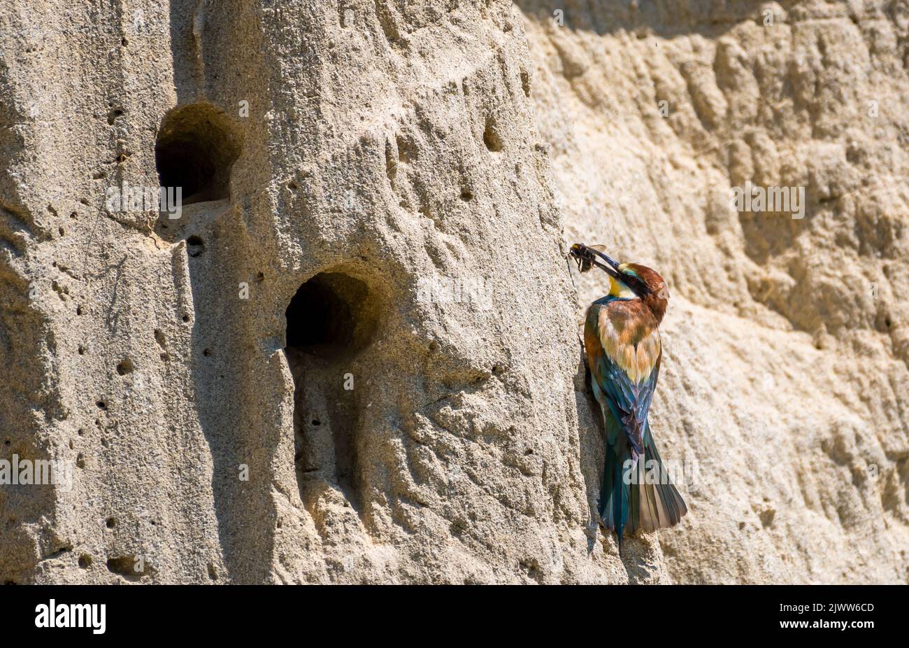European Bee Eater (Merops Apiaster) con piumaggio colorato e preda di fronte al Burrow Breeding Foto Stock