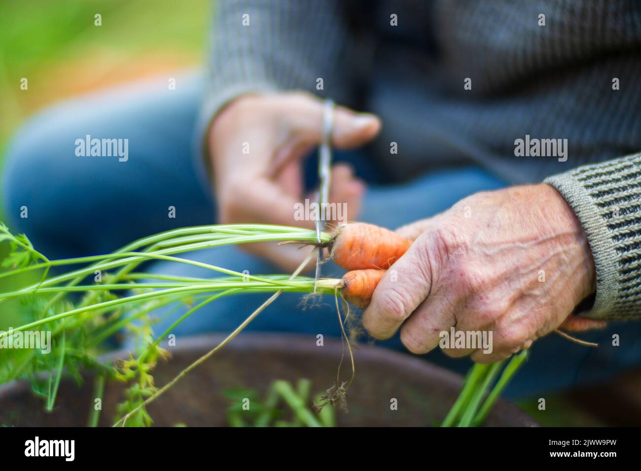 Le mani del coltivatore raccolgono raccolto di carota nel giardino. Lavori di piantagione. Raccolta autunnale e concetto di cibo biologico sano primo piano con focus selettivo Foto Stock