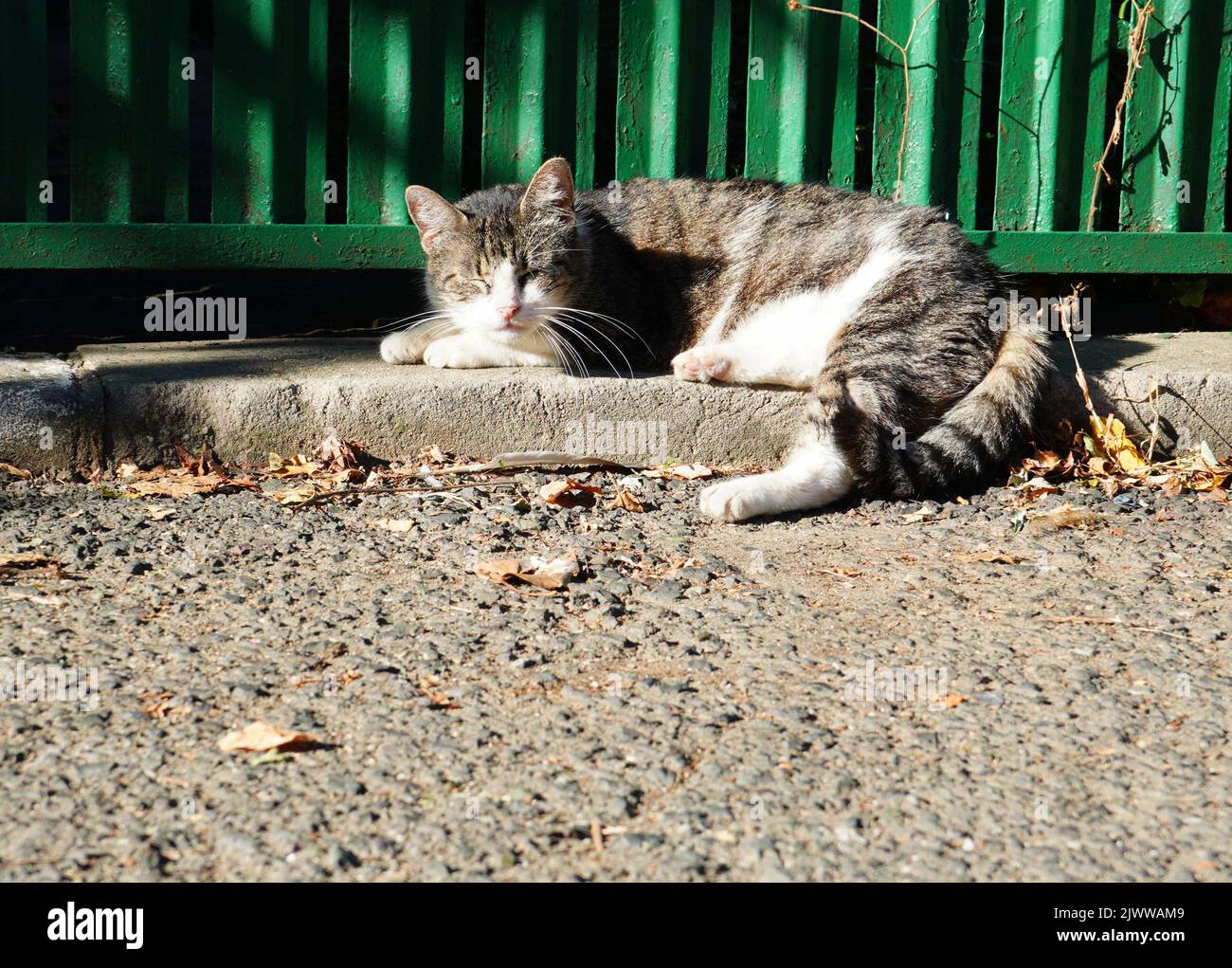 Gatto Tabby grigio annegamento sul marciapiede vicino recinto verde alla luce del sole Foto Stock